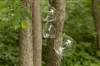 Picture of Hanging Votive Holder Clear Glass Orb Set of 4 |5.5"Diameter|  Item No.20015